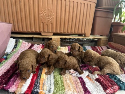 Toy poodle kore kan