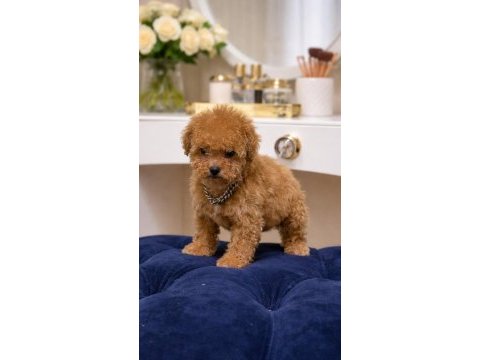 Poodle yavrularımız yeni yuvasına hazır