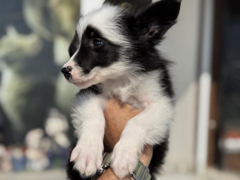Show kalite safkan border collie yavrularımız