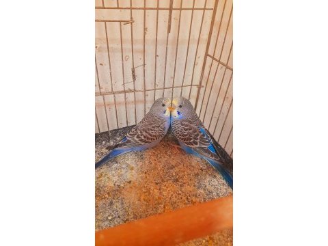Muhabbet kuşu yavru 2 adet erkek ev üretimi