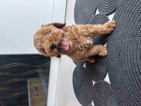 2 aylık dişi poodle yavrumuz