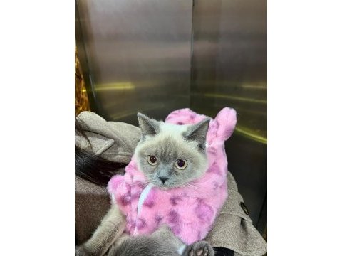1 tane british shorthair 1 tane british longhair