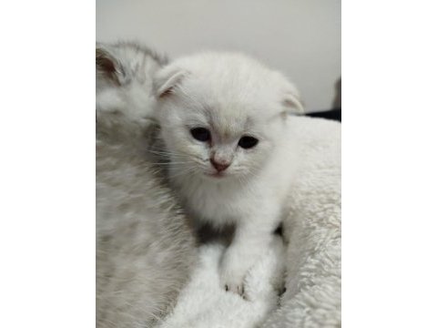 Blue point scottish fold bebek