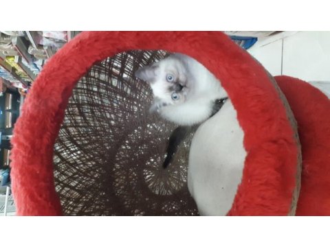 Çikolata point british shorthair