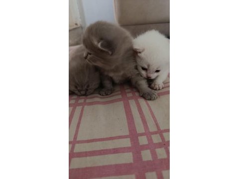 Yavru british shorthair