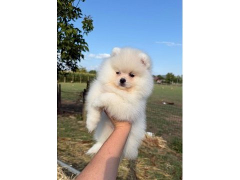 Oyuncak bebek gibi tatlı ve enerjik pomeranian dostumuz