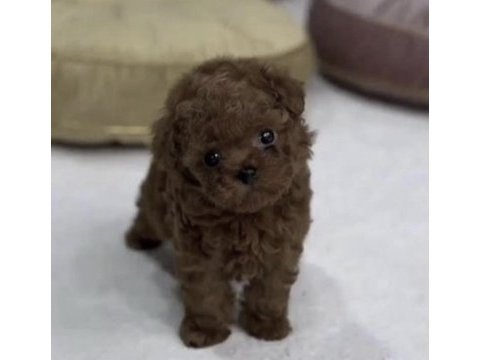 Toy poodle yavru