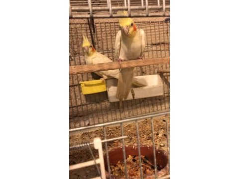 Yavru yumurtalı yumurta hazırlığında sultan papağanları