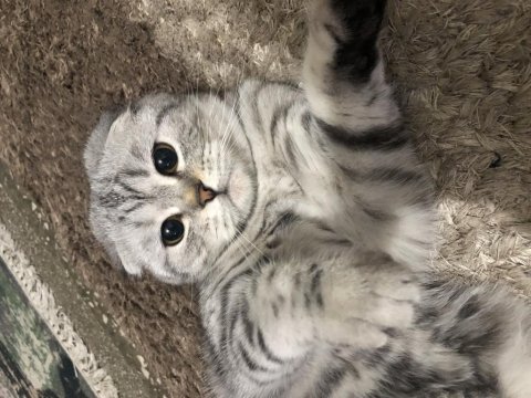 Scottish fold silver cins kedimiz