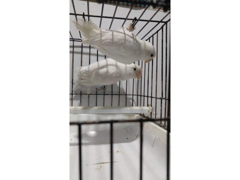 Albino takım sevda papağanı