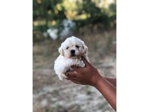 0 numara tüy yumağı sağlık ve ırk garantili maltese