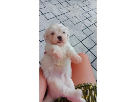 Shih tzu yavrular