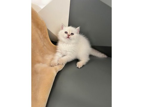 British blue point erkek yavru