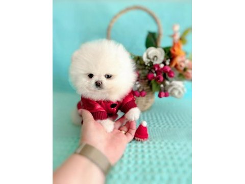 1 yaşında pomeranian boo sahibini arıyor