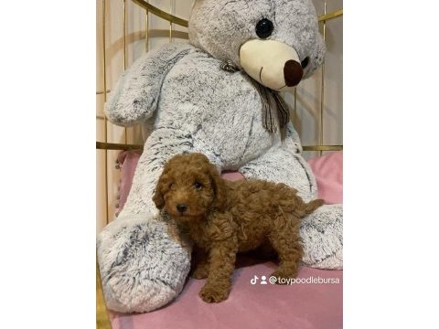 Erkek yavru poodle hemen teslim