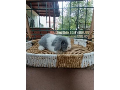 Hollanda teddy lop tavşanlar