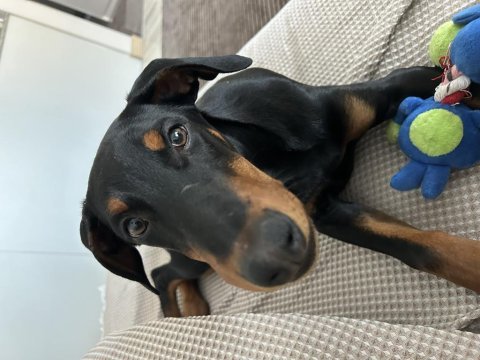 4 aylık yavru doberman