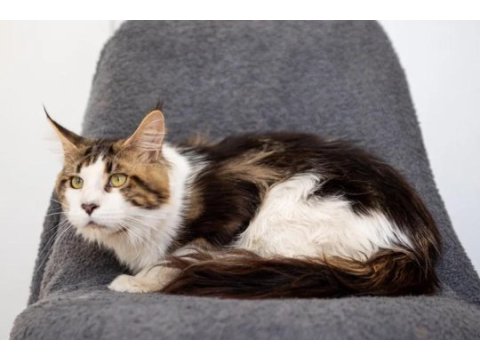 Dev maine coon şecereli erkek bicolor
