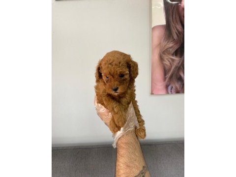 Efsane poodle yavrular