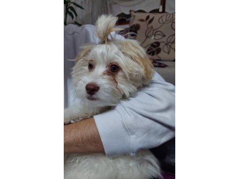 6.5 aylık erkek maltese