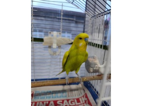 Çekoslovakya muhabbet kuşu