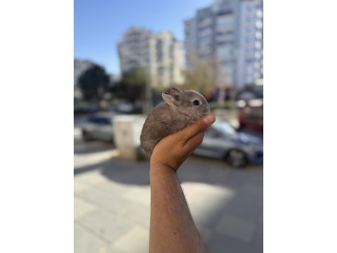 Cüce orinal isteyenlere