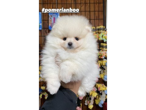 En zarif haliyle pomeranian boo bebekler