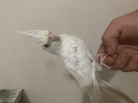 El besleme albino dişi sultan papağanı