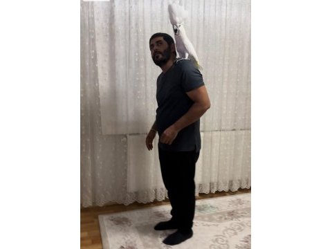 Kakadu papağanı böylesi yok