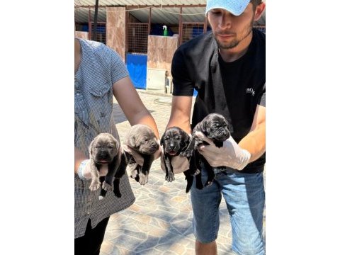 Cane corso yavrularımız