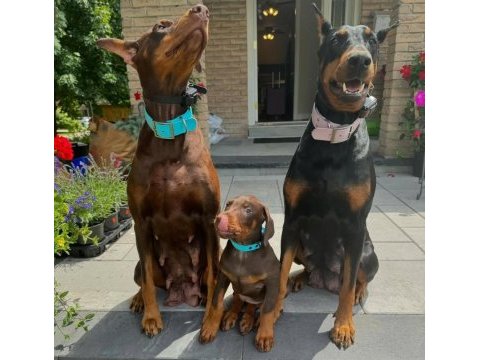 Afacan doberman bebekler kapıda ödeme mevcuttur
