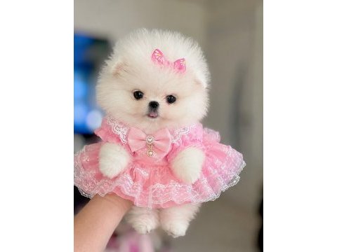 Pomeranian mikro boy prenses