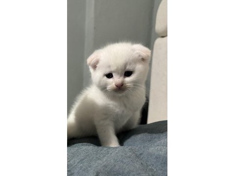 Scottish fold yavrumuza acil yuva