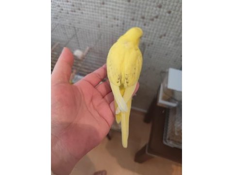 Muhabbet kuşu yavruları