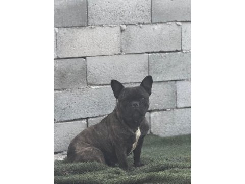 French bulldog anneler