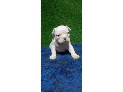 French bulldog yavrular ırk sağlık garantili
