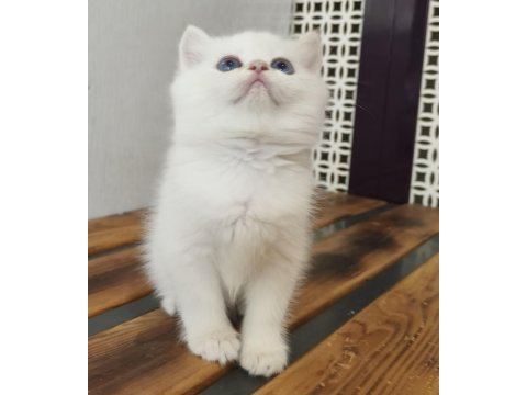British shorthair ny12 33 erkek