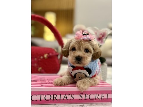 Muhteşem maltipoo bebekler ile karşınızdayız
