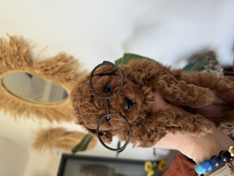 Kore toy poodle