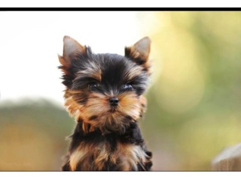Petmode köpek çiftliğinden tea cup yorkshire terrier