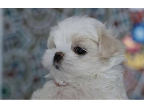 Safkan anne babadan maltese yavrular