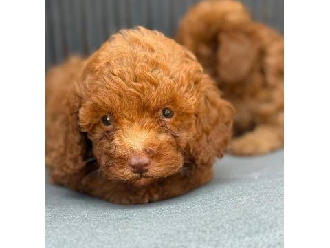 Yasal üreticiden safkan toy poodle yavruları