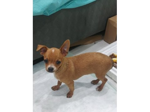 3 aylık chihuahua acil