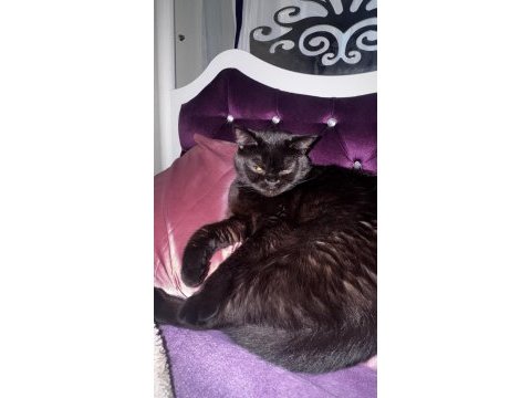 British shorthair kedimi sahiplendiriyorum