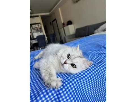 Kediler iyi bakabilecek bir aileye ücretsiz verilecektir