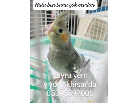 Uygun yavru sultan papağanı