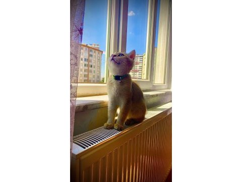 Mükemmel kalitede british shorthair golden