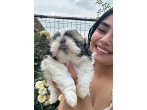 Sevimli şitsu ( shih tzu) yavrularımız