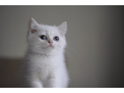 Çok sevimli bir minnoş kedimiz