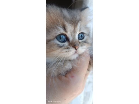 Biritish shortair british longhair safkan yavrular